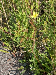 Oenothera parviflora
