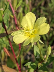 Oenothera parviflora