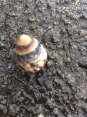 Bembicium auratum