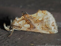 Plusiodonta compressipalpis