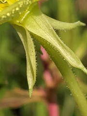 Oenothera parviflora