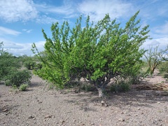 Bursera