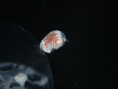 Hyperiidae
