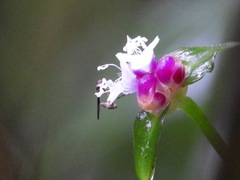 Sphegina