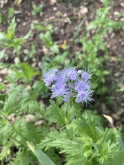 Conoclinium dissectum