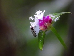 Sphegina