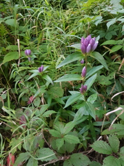 Pneumonanthe