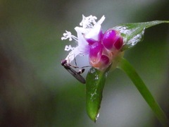 Sphegina