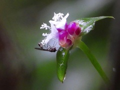 Sphegina