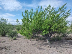 Bursera