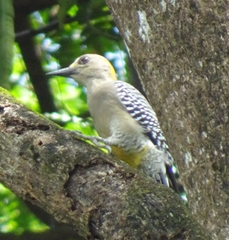 Melanerpes hoffmannii