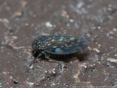 Xestocephalus superbus