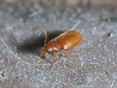 Cryptophagus setulosus