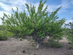 Bursera