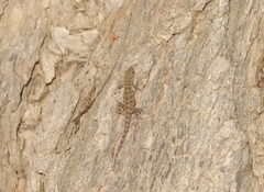 Pristurus rupestris