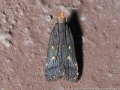 Dichomeris costarufoella