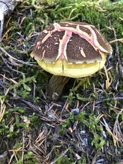 Aureoboletus mirabilis