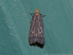 Dichomeris costarufoella