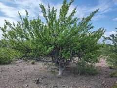 Bursera
