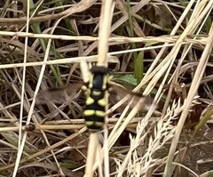 Xanthogramma pedissequum