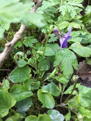 Viola reichenbachiana