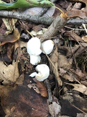 Leucocoprinus cepistipes