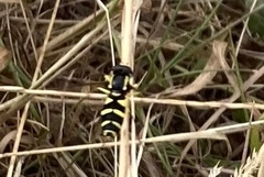 Xanthogramma pedissequum