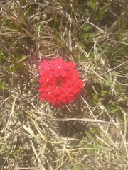 Glandularia peruviana