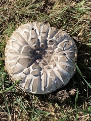 Agaricus bernardii