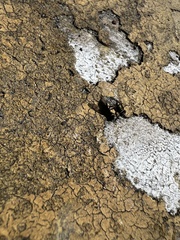 Physiphora alceae