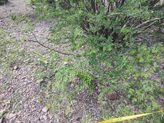 Erythrostemon pannosus