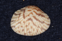 Veneridae