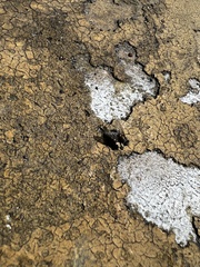 Physiphora alceae