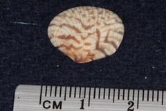 Veneridae