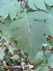 Polymnia canadensis