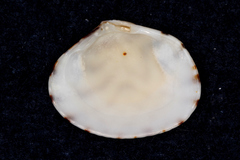 Veneridae