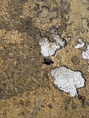 Physiphora alceae