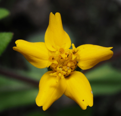 Melampodium longipilum