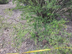 Erythrostemon pannosus