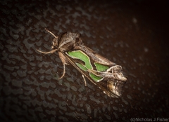 Cosmodes elegans