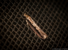 Leptocroca sanguinolenta