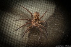 Heteropoda distincta