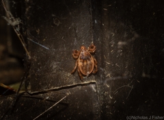 Ixodidae