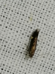 Aproaerema anthyllidella