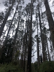 Eucalyptus regnans