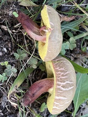 Xerocomellus truncatus