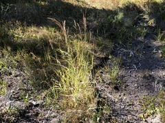 Vahlodea atropurpurea