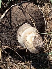 Agaricus bernardii