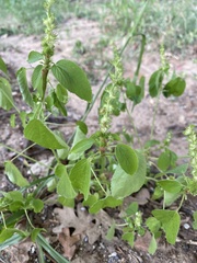 Acalypha ostryifolia