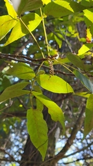 Carya glabra